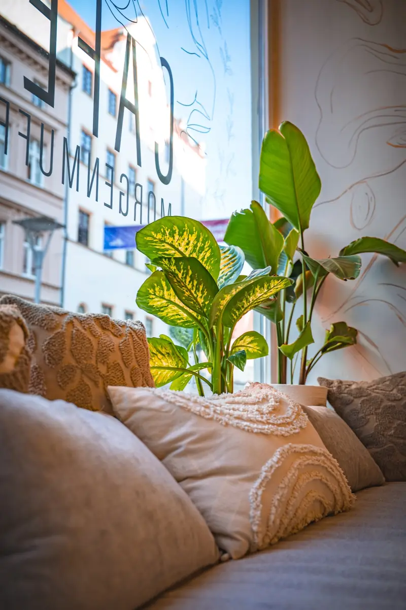 Fensterplatz mit Kissen und großer Grünpflanze